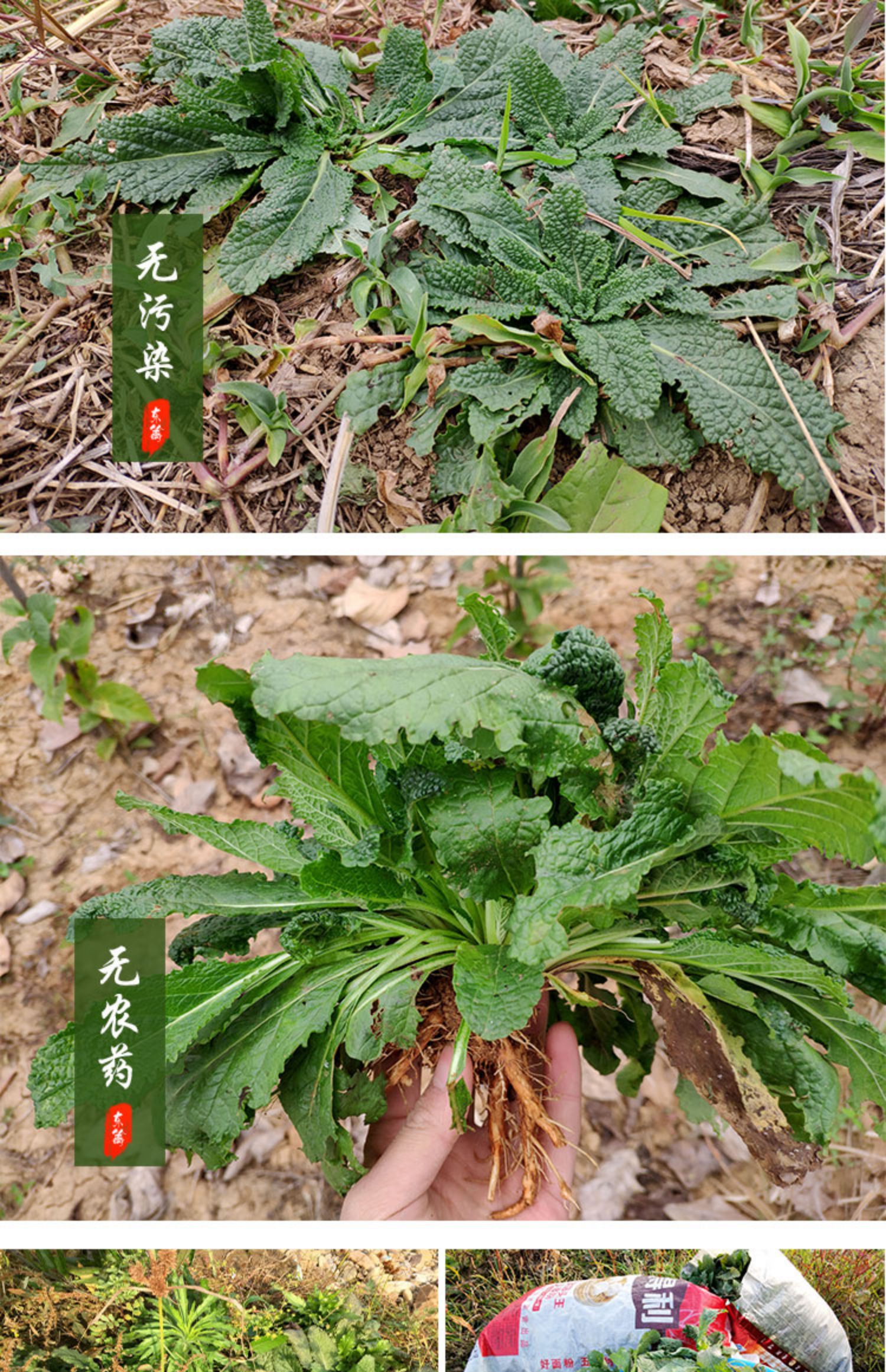 植物蛤蟆皮的药用价值图片