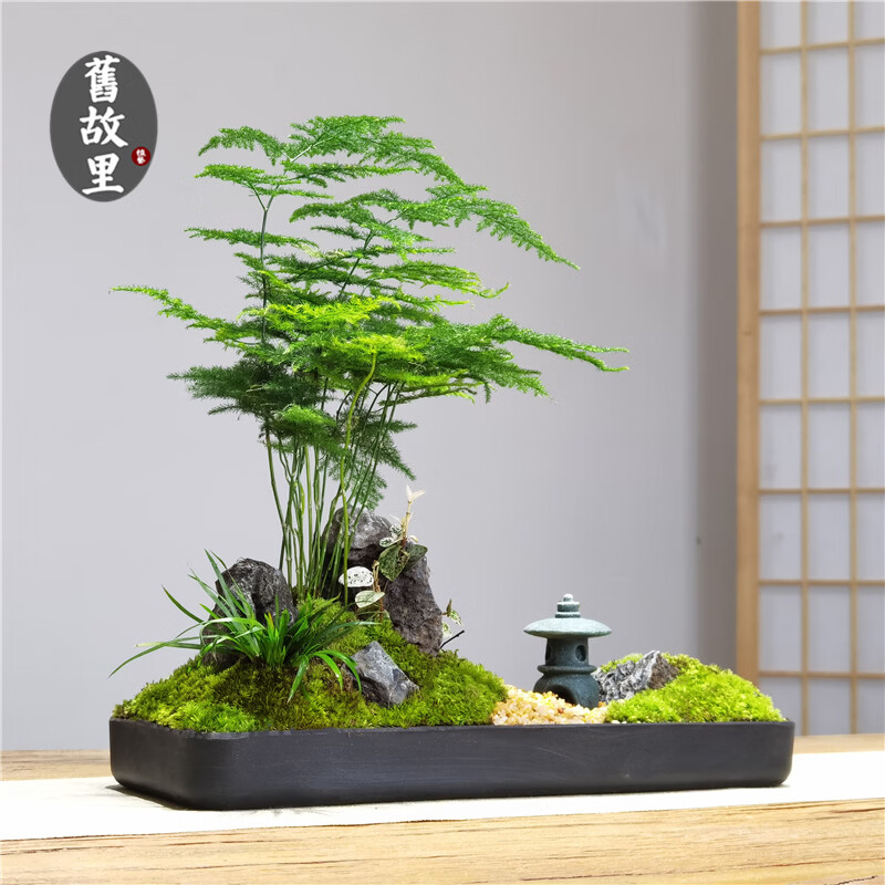 禅意苔藓微景观室内日式文竹盆景办公桌面枯山水石景观赏造景盆栽
