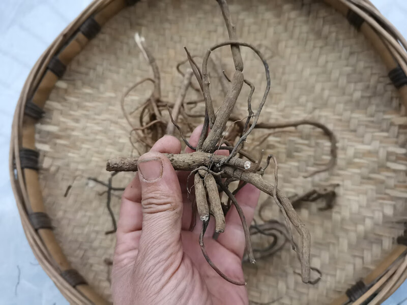 伟博 野生开喉剑 中药材八爪金龙根百两金八爪根铁雨伞开喉箭八爪龙1