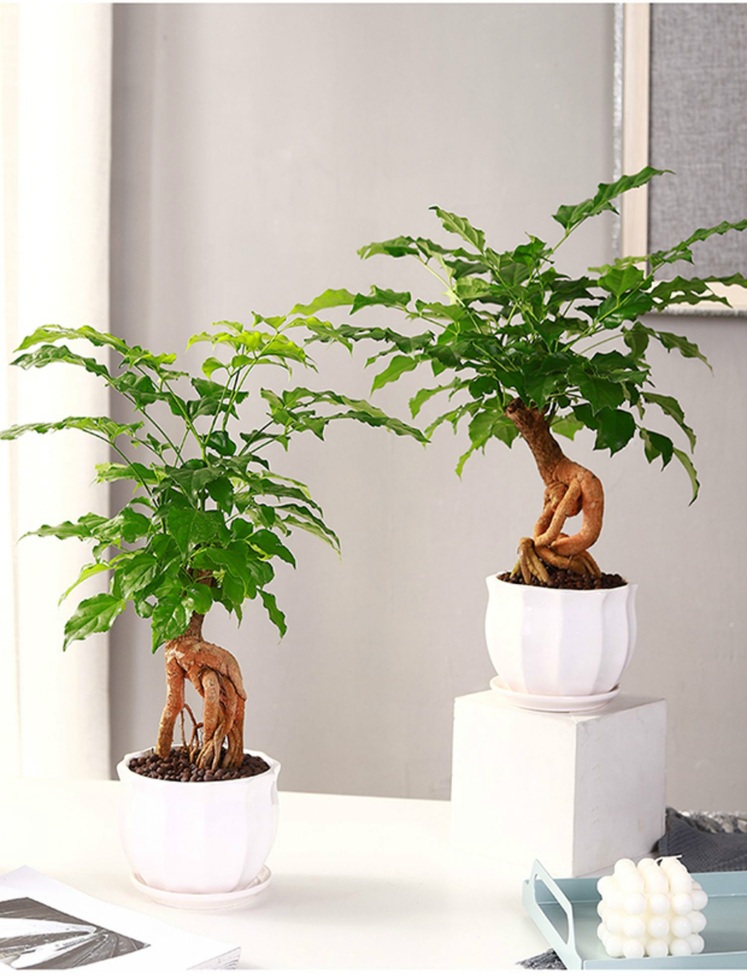 幸福树盆栽花卉植物提根盆景室内客厅桌上办公室好养小树苗活绿植提根