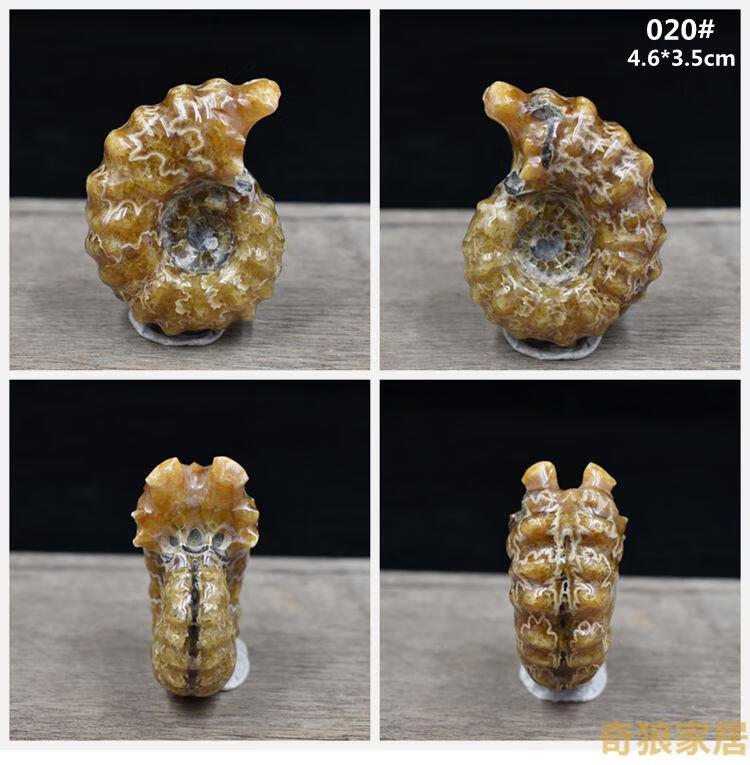 天然海洋生物化石羊角螺海螺全玉化螺菊石化石教学 037#【图片 价格