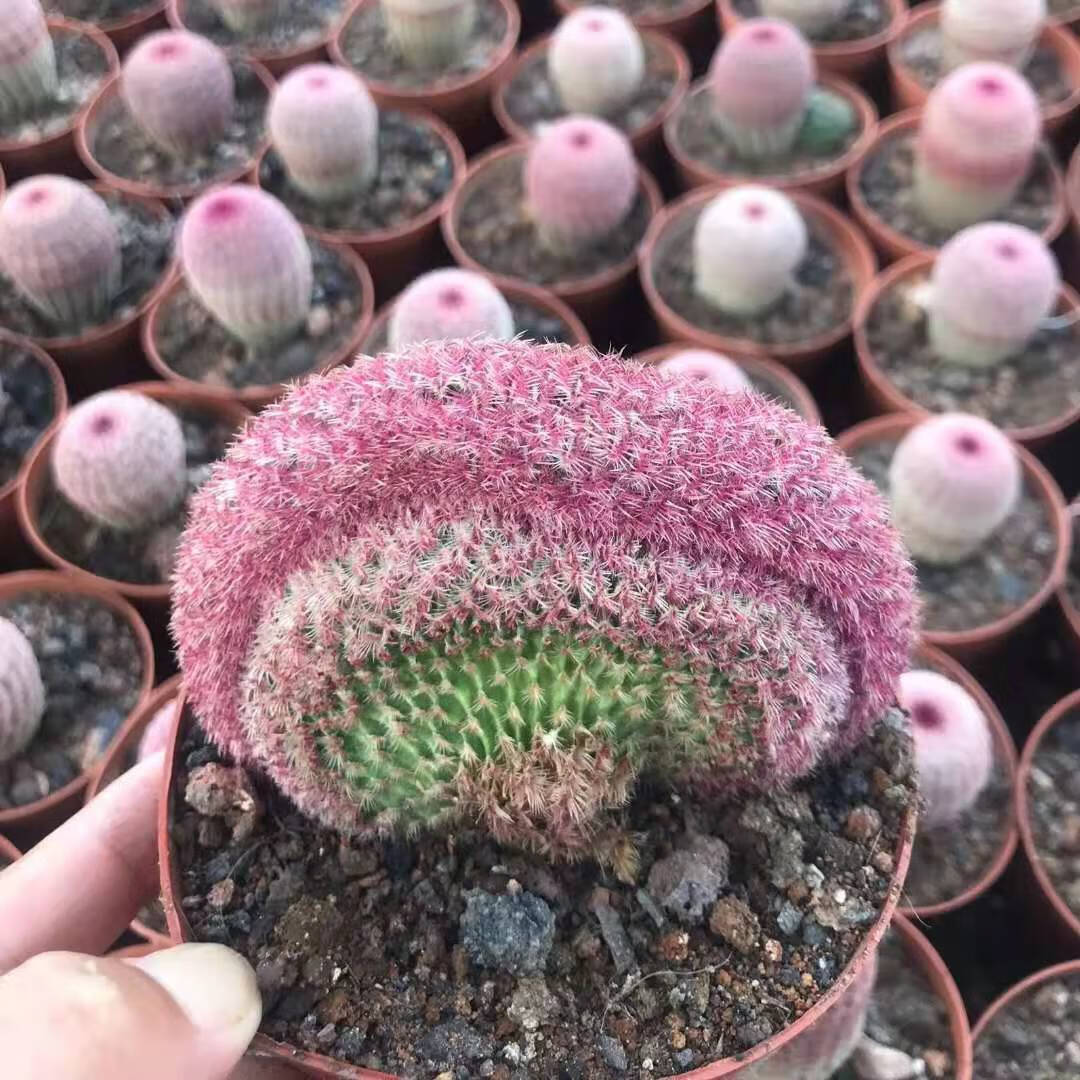 红太阳仙人球实生高级稀有多头仙人掌多肉植物室内盆栽防辐射 落地根