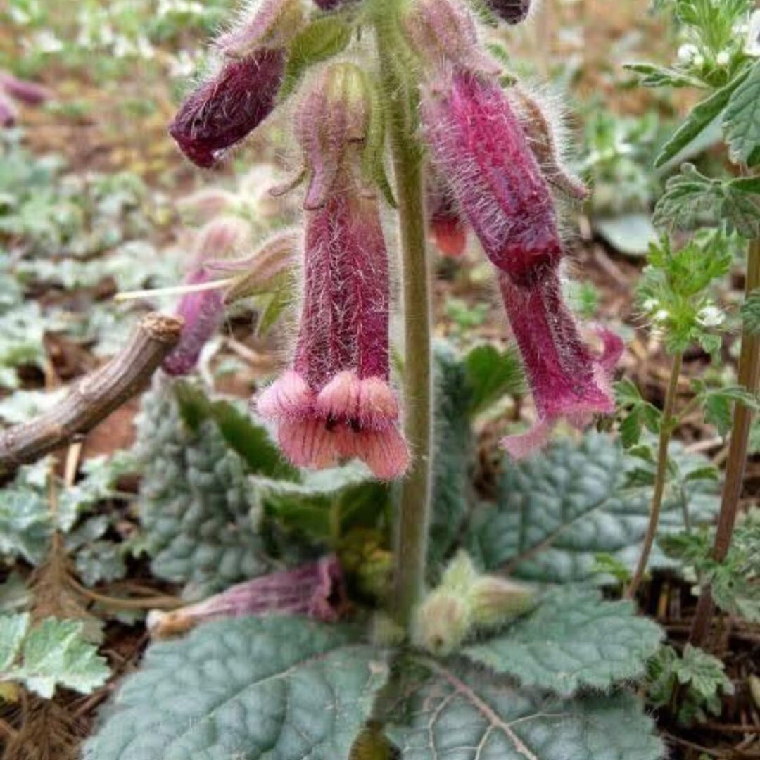生地 鲜生地黄传统滋补品 500g【图片 价格 品牌 报价】-京东