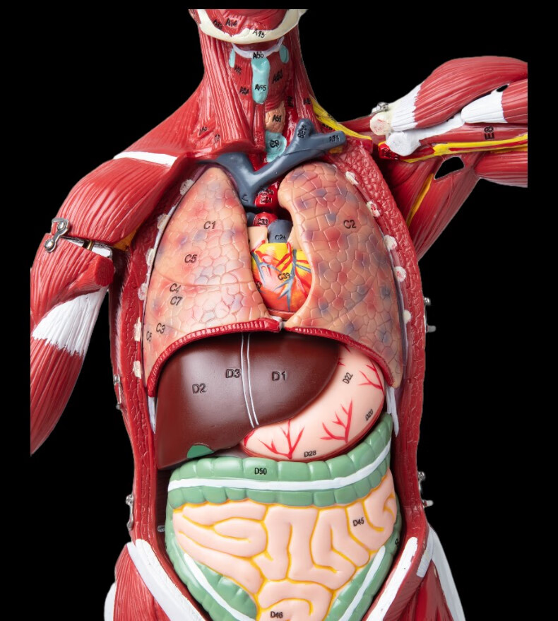 人体全身肌肉附内脏器官解剖模型医学人体肌肉模型85cm肌肉人模型