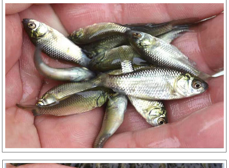 工程鲫湘云鲫黄金高背鲫鱼苗大板鲫 工程鲫2-4厘米30条 10%防损【图片