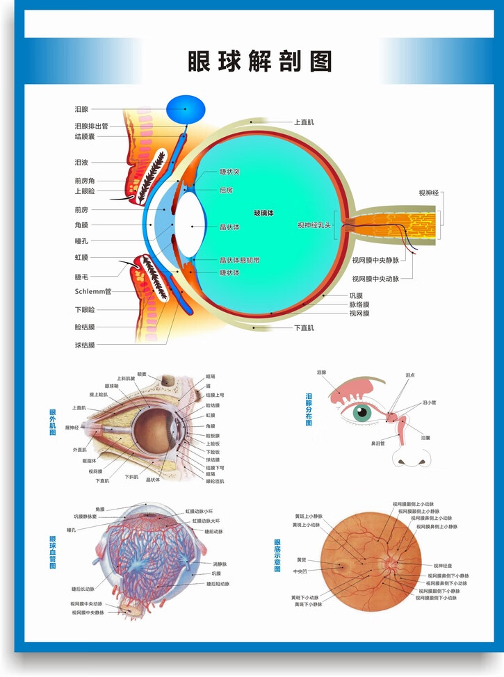 眼球解剖图结构图眼球的构造眼睛穴位按摩眼保健操眼科海报挂图眼球