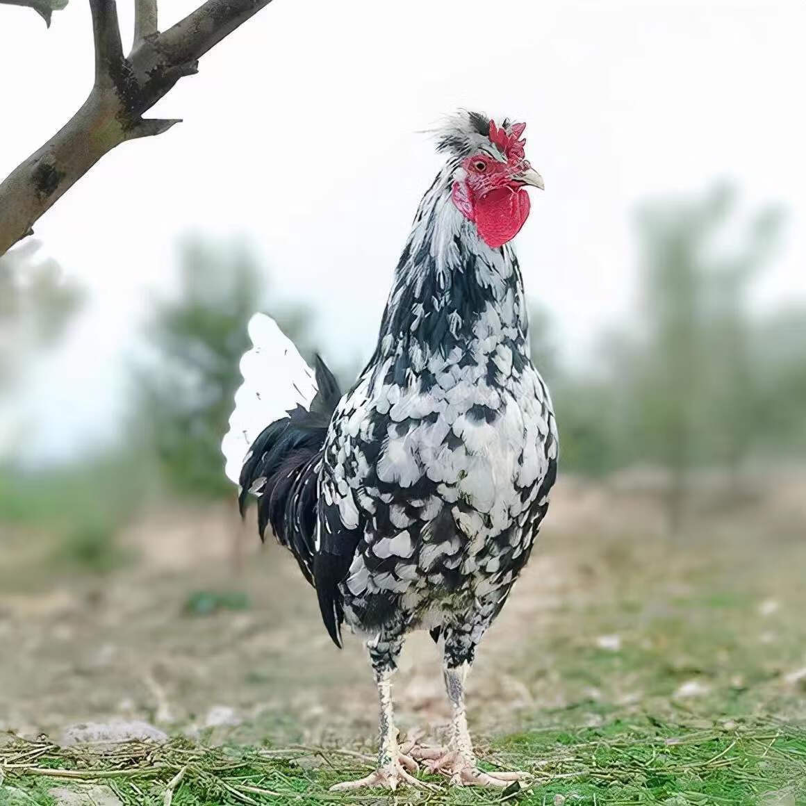 纯种贵妃鸡半斤一斤成年半大鸡脱温苗家养小鸡草鸡芦花鸡五黑鸡 半斤
