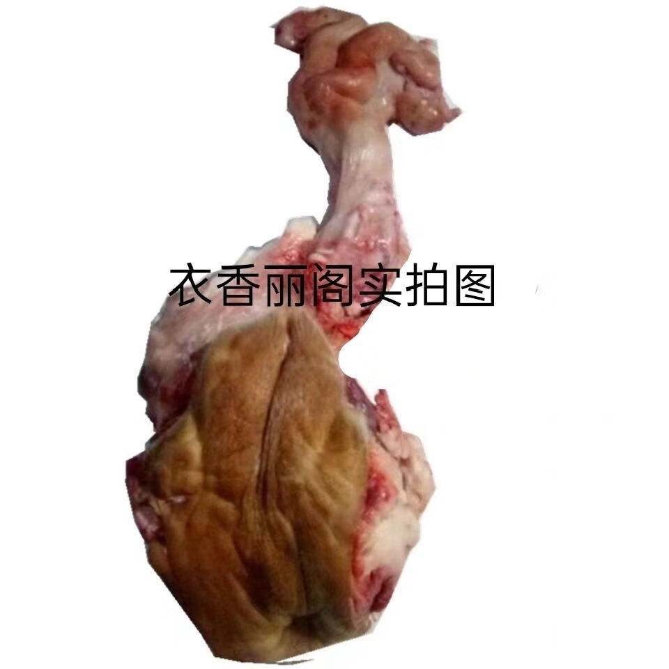 伟博广西黄牛新鲜整套母牛子宫生殖器官牛欢喜食用或养殖培训顺丰空运