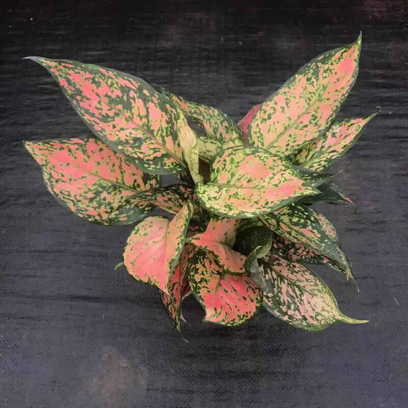 竹芋植物盆栽客厅办公室观叶水培好养室内花卉喜阴绿植 孔雀羽 凤凰羽