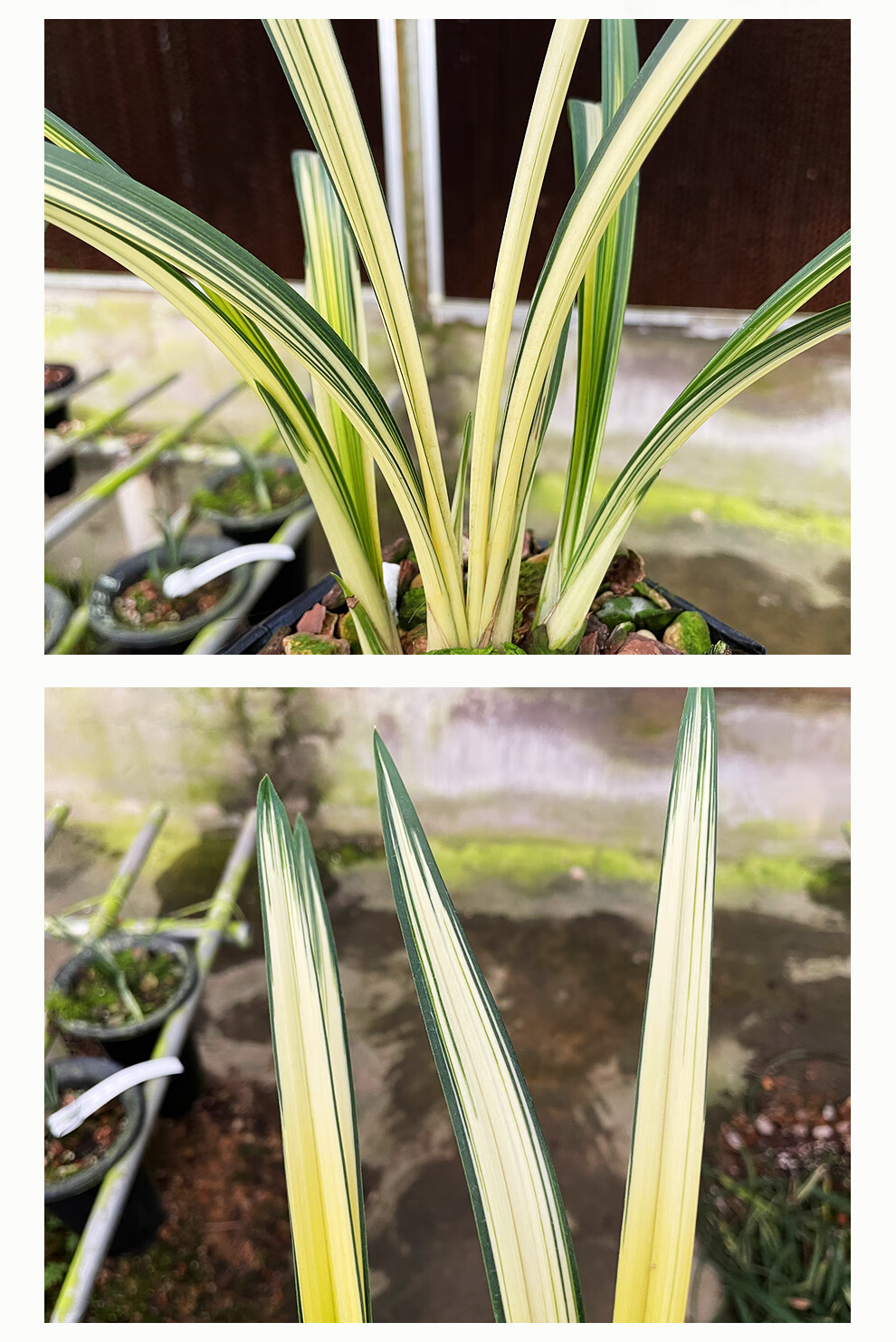 刘阁兰花苗南阳之松墨兰叶艺铭品中透金黄色绿植物室内盆栽阳台南阳之