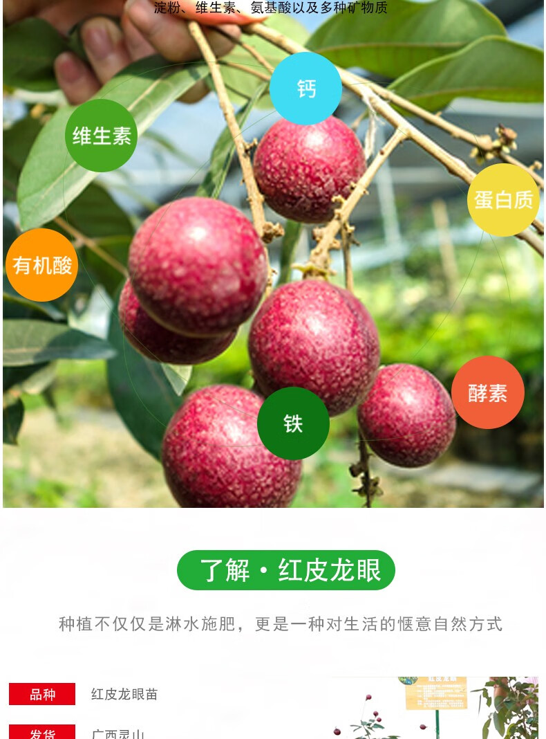 黄忠文 红皮龙眼苗红宝石龙眼嫁接树苗红皮龙眼苗一年四季结果原土