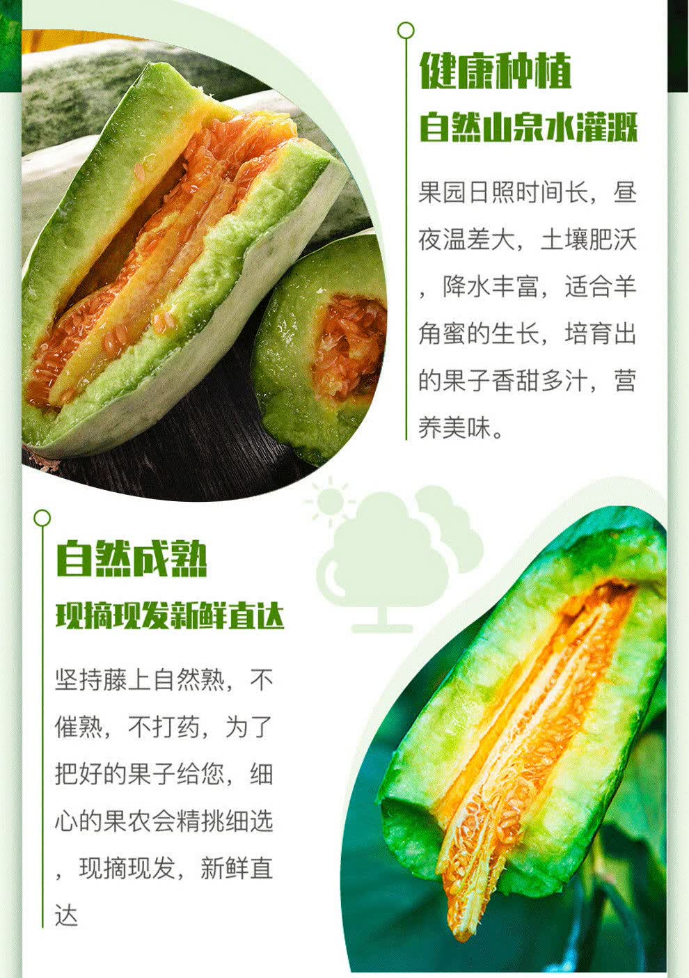 【精选s级】山东羊角蜜甜瓜博洋61新鲜采摘甜甜瓜脆甜爽口 1斤装(新品