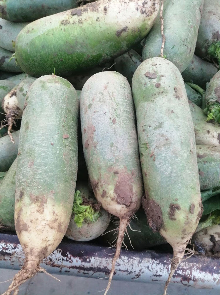 天津里外青萝卜种子农家菜园大棚春夏秋四季播种里外青水果萝卜天津沙