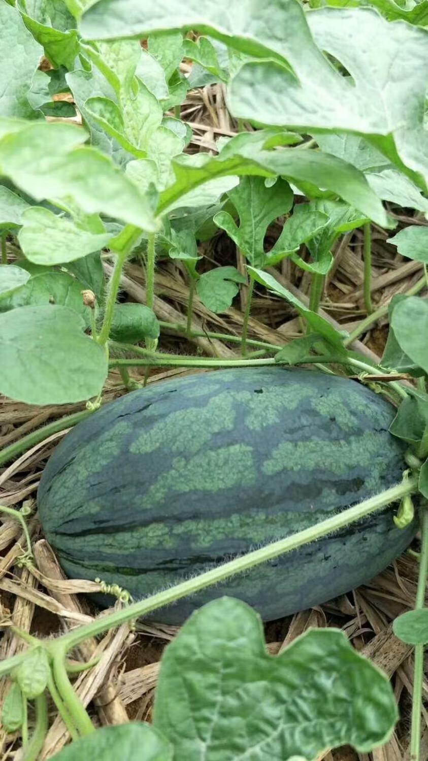 应季越南黑美人高山山地西瓜很甜新鲜当季水果薄皮整个批发一个装56斤