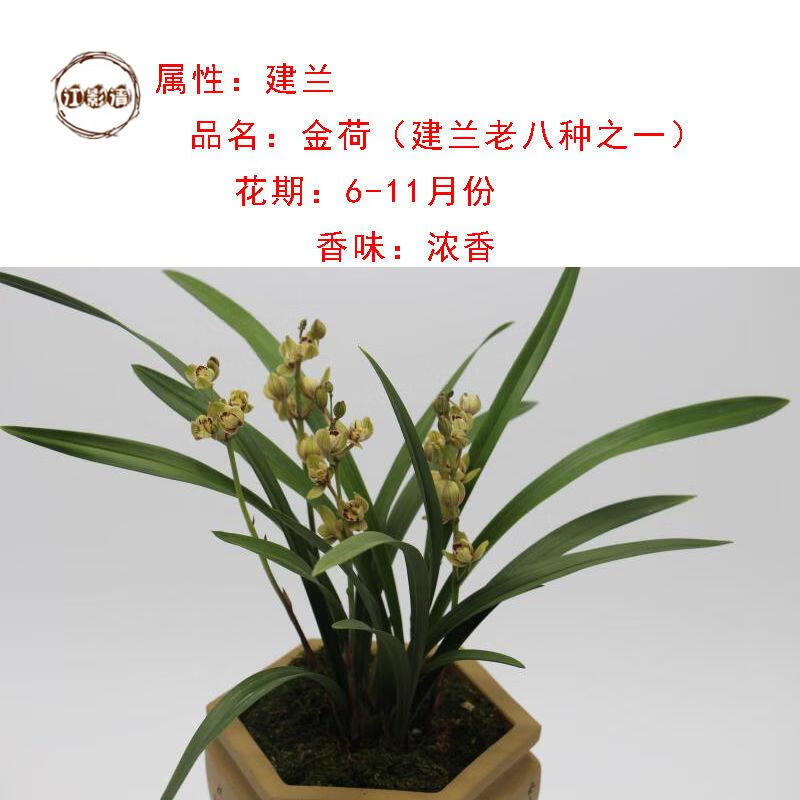 梦动灵素达摩矮种建兰四季兰白花易开花兰花苗6苗带花苞灵素达摩矮种