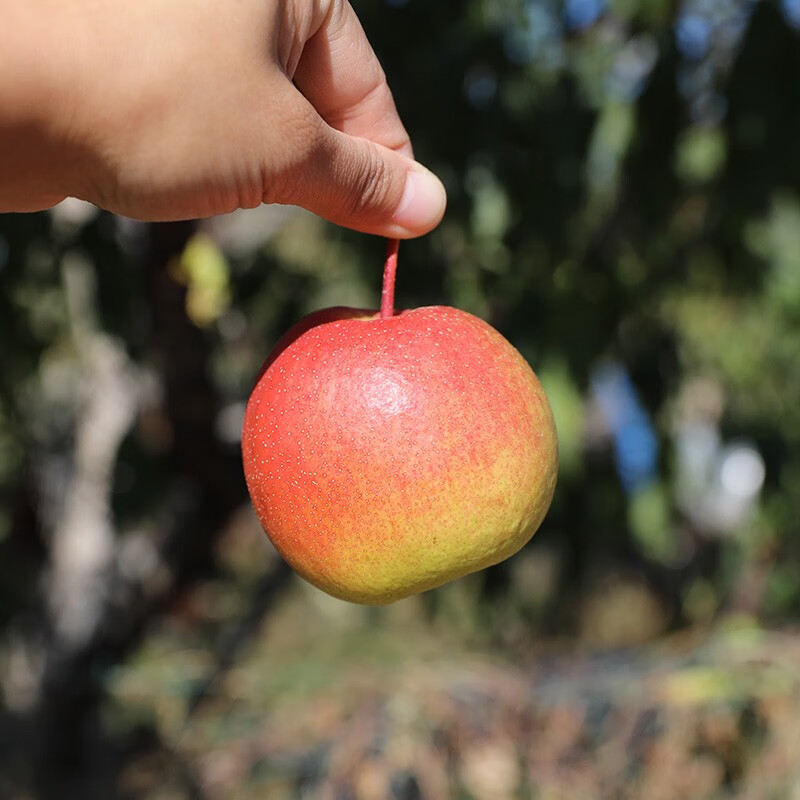 北京发货5斤装北京平谷新鲜红肖梨老北京红梨沙梨甜梨可煮红梨单果2两