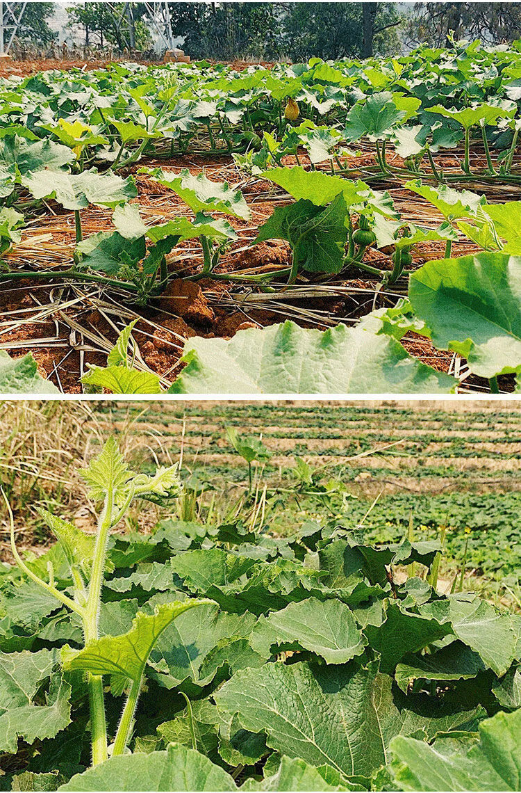 云南姜柄瓜10斤新鲜小麦瓜嫩南瓜小瓜新鲜蔬菜面瓜小南瓜10斤