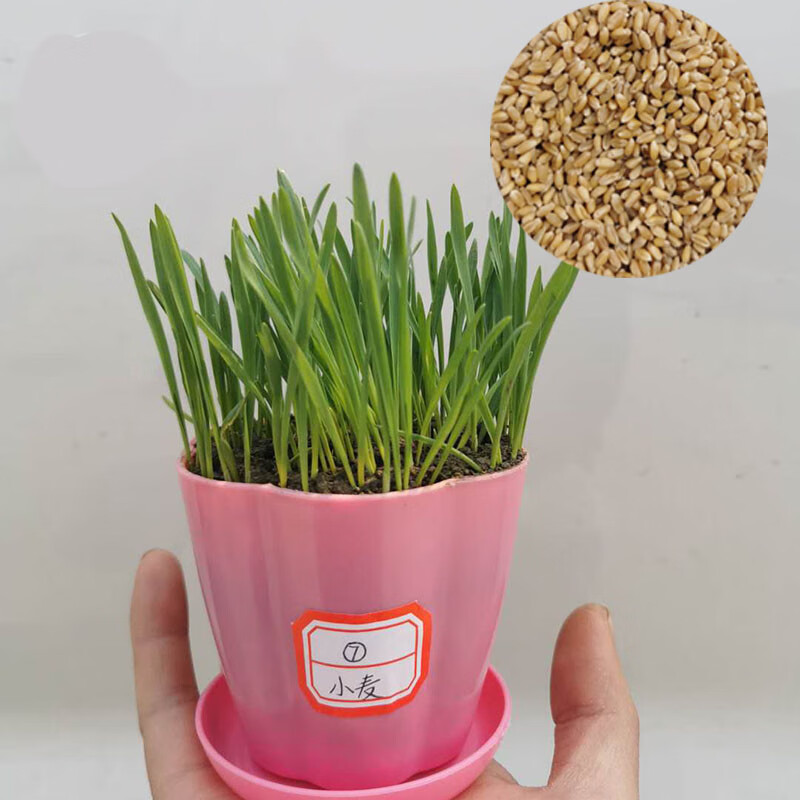 好土培发芽蔬菜种子幼儿园儿童观察日记植物小盆栽套餐z1玉米种子花盆