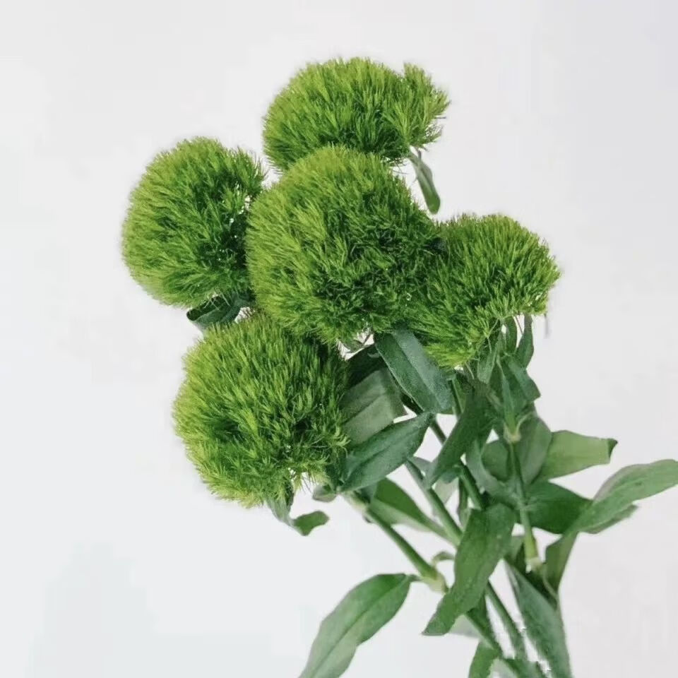 芊阙轻奢芊阙绿毛球绿石竹云南昆明基地直发家庭办公室易水养清新插花