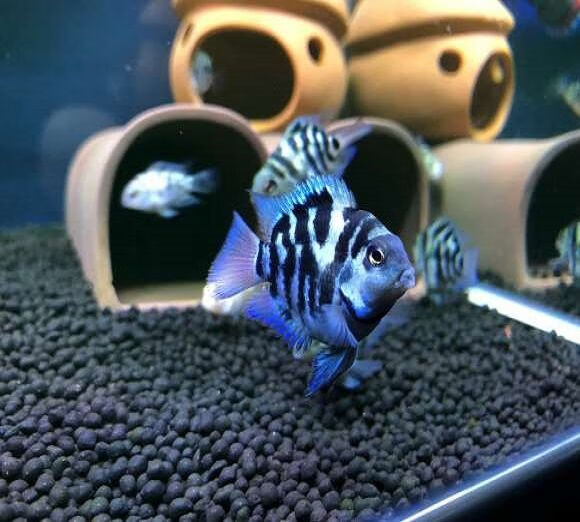 迷你鹦鹉白金宝蓝色鹦鹉观赏鱼适合草缸淡水迷你宠物包损鱼饲料 白金2