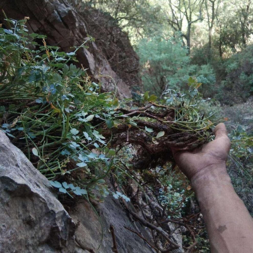 岩黄连中草药广西岩黄莲茶新鲜干货岩胡岩连菊花黄连可打磨粉益补方