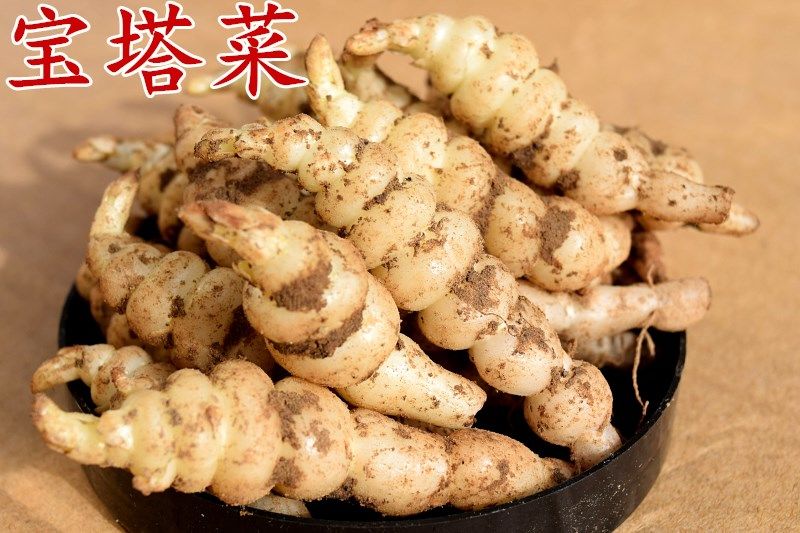 2021螺丝菜宝塔菜种地牯牛新鲜蔬菜地蚕甘露子种植地坏