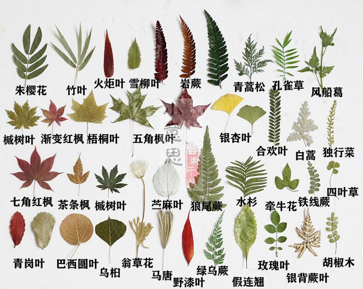 好玩的树叶画 树叶塑封植物标本大全合集 幼儿园学校亲子手工干花叶子