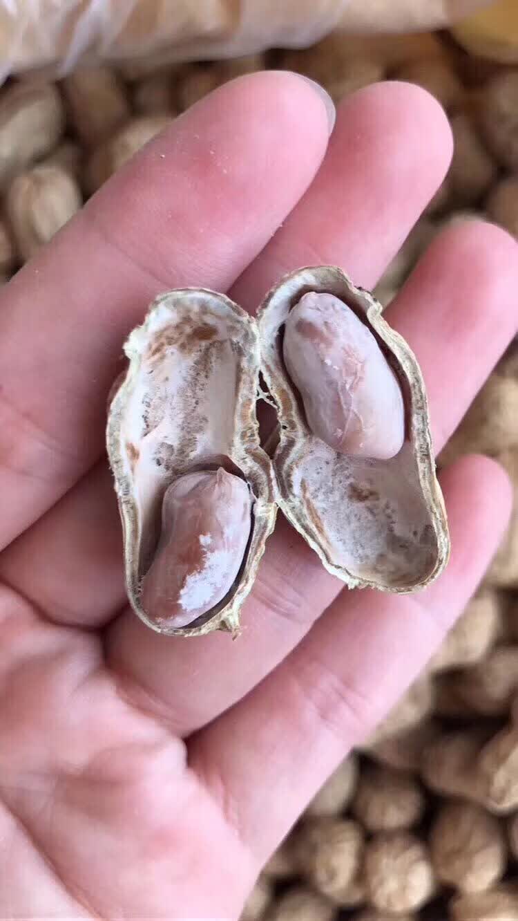 福清高山白晒花生新原味水煮晒干福建特产干货散装500克水煮原味高山