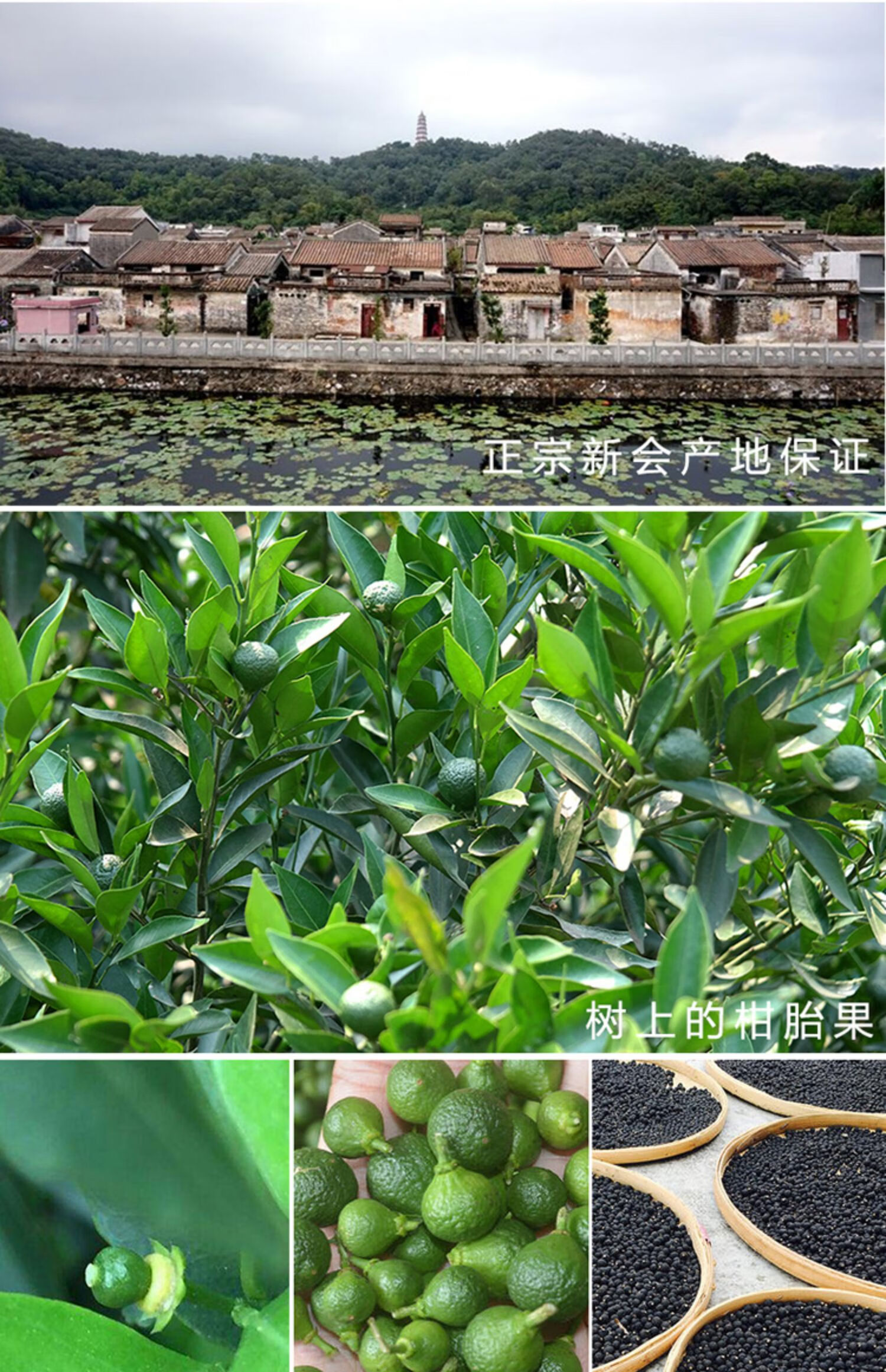 新会小青柑:品味地道岭南风味
