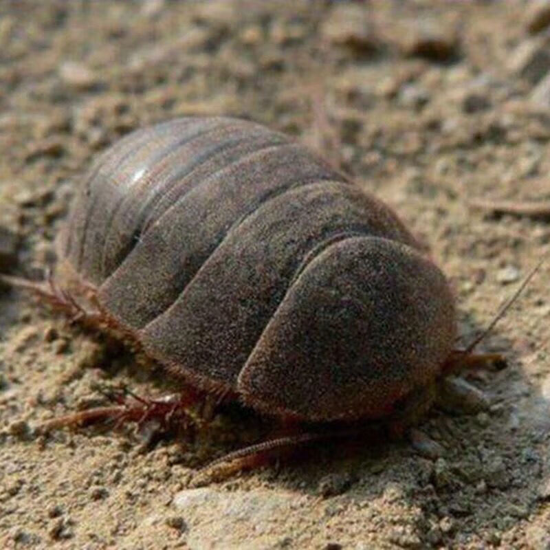 土元中药材干土元土鳖虫土鳖子土元粉土元干土元250克土元磨粉500克