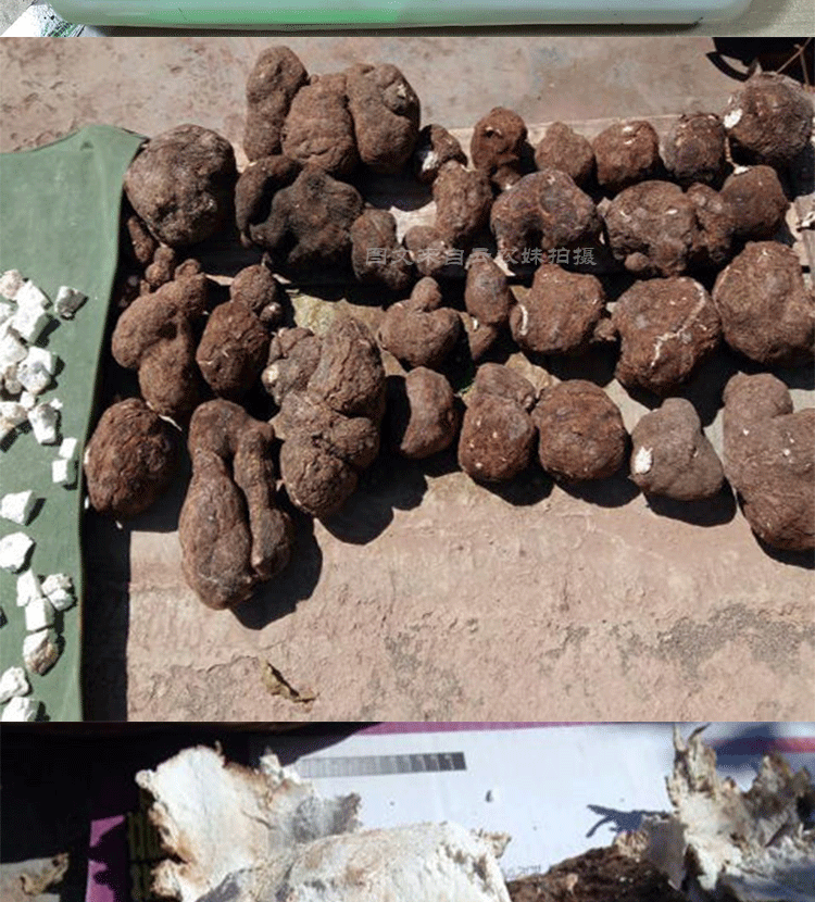云南野生白茯苓药食同源中草药茯神山区农村直发无硫无漂白食用去皮