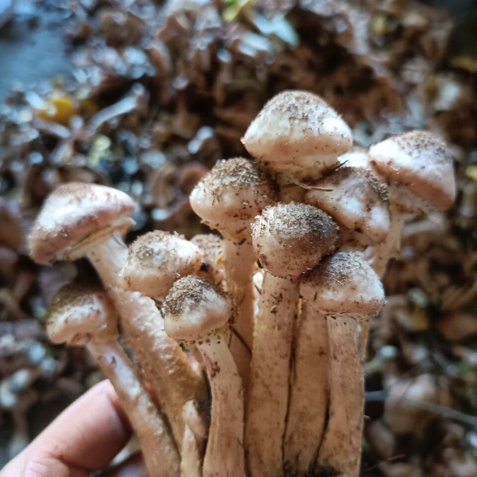 东北野生榛蘑 新鲜2021年新货 500g咸蘑菇 小鸡炖蘑菇长白山特产 鲜咸