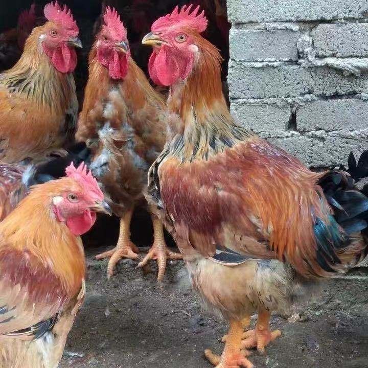 半大鸡仔k9活体鸡仔草鸡散养小鸡仔脱温鸡半大鸡家养批发零售k9肉鸡