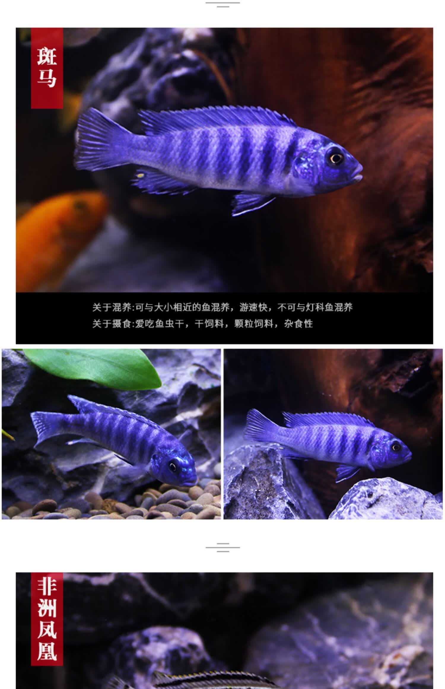 三湖慈鲷非洲王子活体 四间鱼十间鱼虎皮鱼淡水虎鲨鱼观赏鱼活体 雪雕