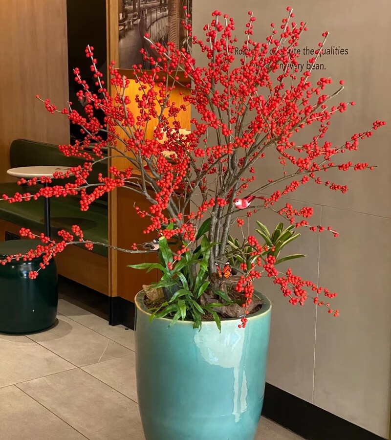 年宵花卉北美冬青春节喜庆盆栽鲜切水培耐寒发财冬结红果进口植物