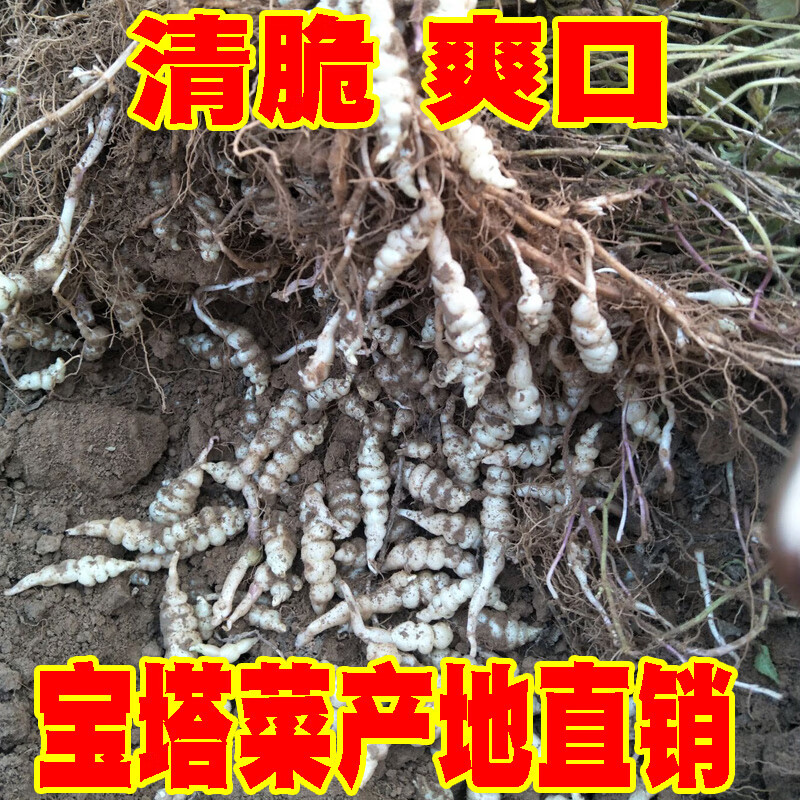 螺丝菜新鲜宝塔菜地环10斤甘露草石蚕地牯牛葫芦种子蔬菜酱泡腌咸500g