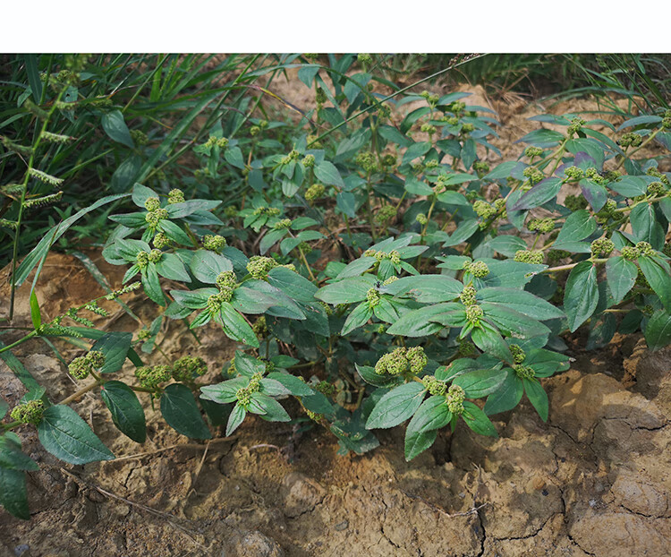 野生飞扬草新鲜现采乳籽草500g大飞扬大乳汁草飞扬草洗澡草药伊梵麦