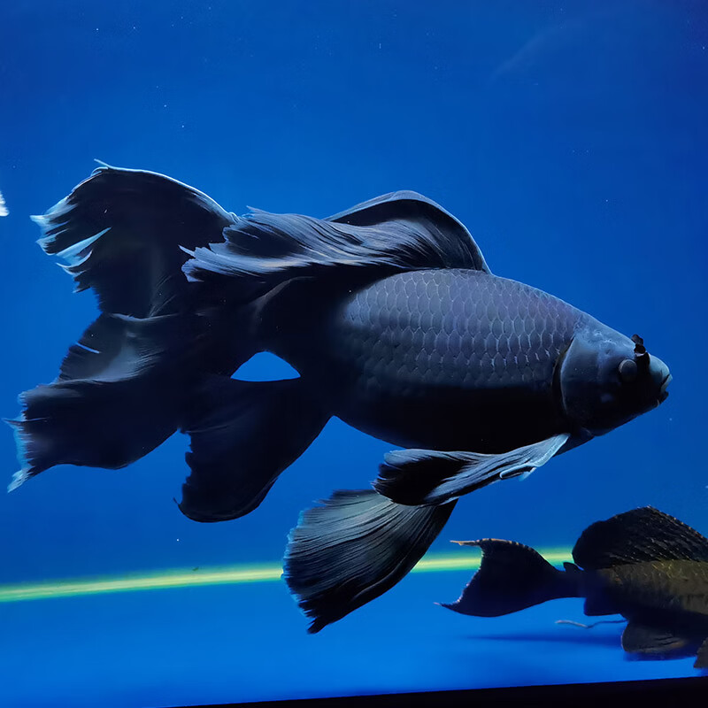 麦基乐黑彗星蝴蝶鲤黑金鱼配鱼淡水观赏鱼黑慧星1415公分3条