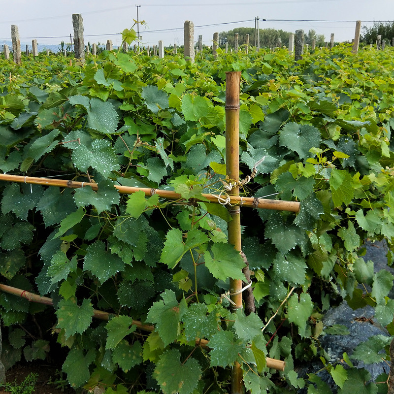 唯友weiyou白牛奶葡萄苗盆栽地栽南方北方种植蓝宝石葡萄树苗当年结果