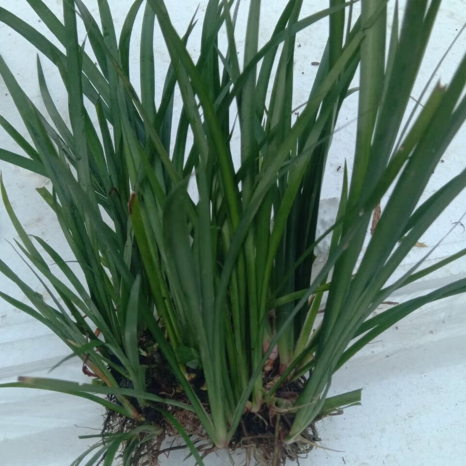 野生水菖蒲苗石昌蒲苗室外水生水培植物香菖蒲苗水质 石昌蒲100颗