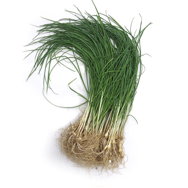 贵州现挖食用野菜新鲜野外生野葱小根苦蒜新鲜现挖野葱三斤