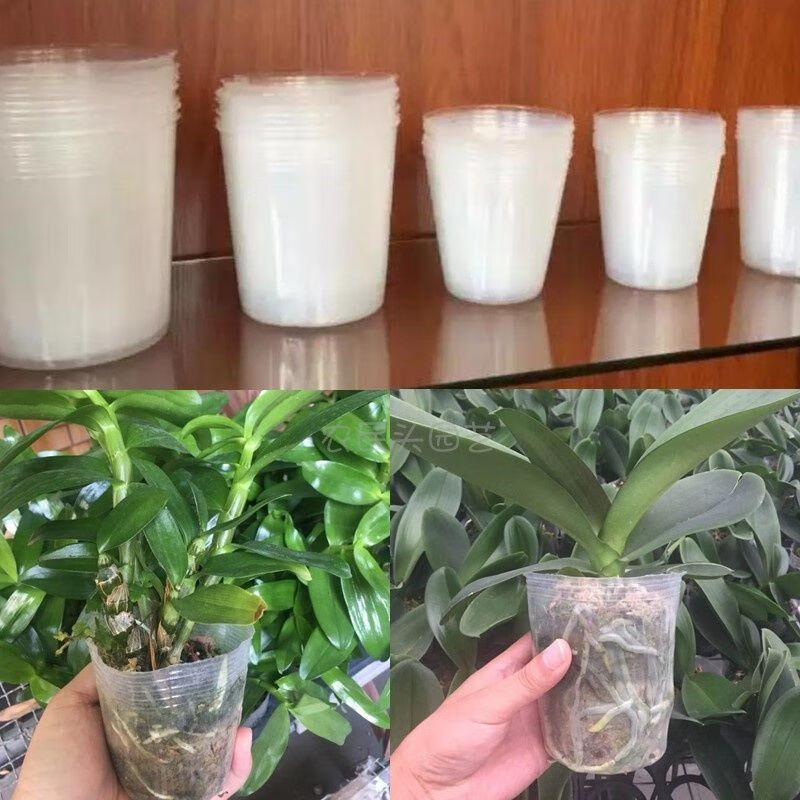 透明育苗杯白色育苗钵营养钵多肉石斛兰花透明盆蝴蝶兰塑料营养杯透明