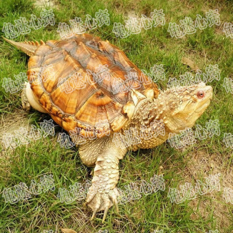 [京选推荐]乌龟活体鳄龟苗北美小鳄龟鳄乌龟鳄龟金甲龟苗龟粮真鳄龟