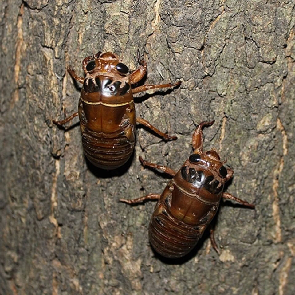 知了猴金蝉白蝉黑禅天然野生昆虫新鲜唐僧肉知了爬拉猴活体速冻大个