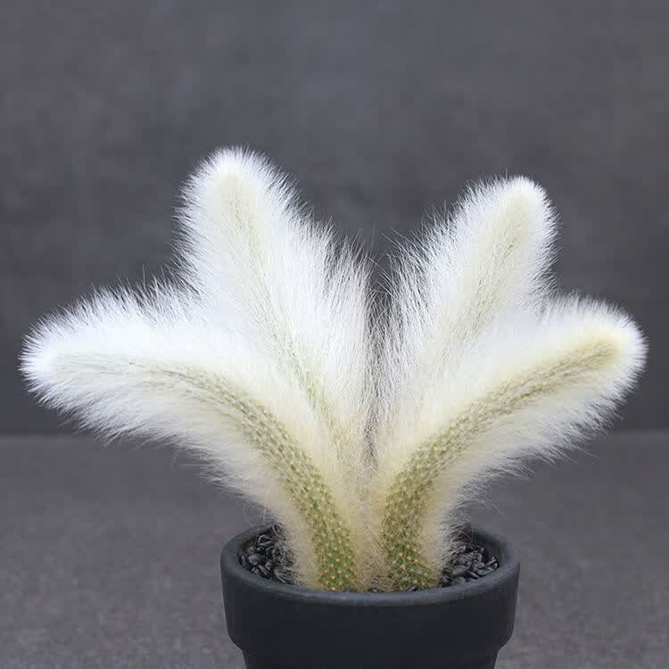 柒悦栖九尾狐猴尾柱多肉植物室内盆栽花阳台卉花绿植植物老桩1颗