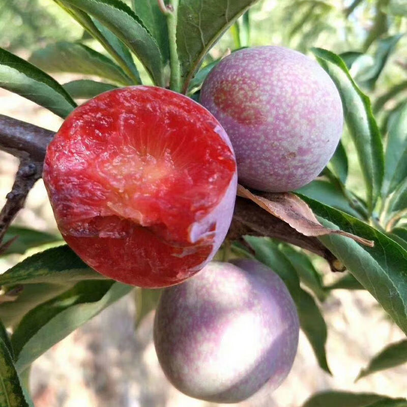正宗广西酸脆红心三华李水果新鲜当季李子现摘1-5斤装 三月李(5斤装)