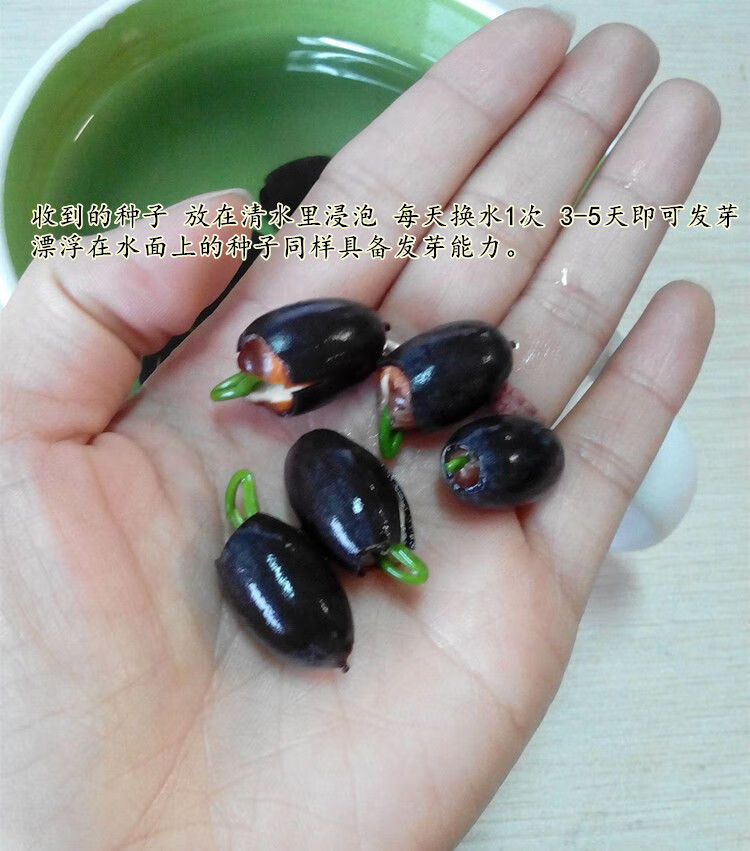 阳台书房小型荷花四季播种碗莲种子已开口水培植物睡莲种子室内盆栽