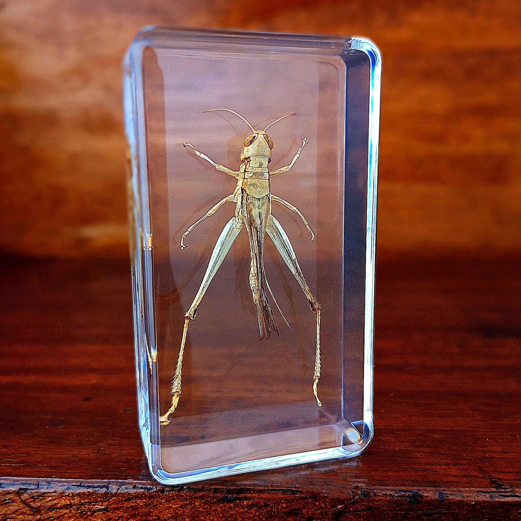 幼儿园真实动物昆虫树脂标本蟋蟀蜘蛛蝎子蝗虫蜈蚣蟑螂蜜蜂蝴蝶明黄色