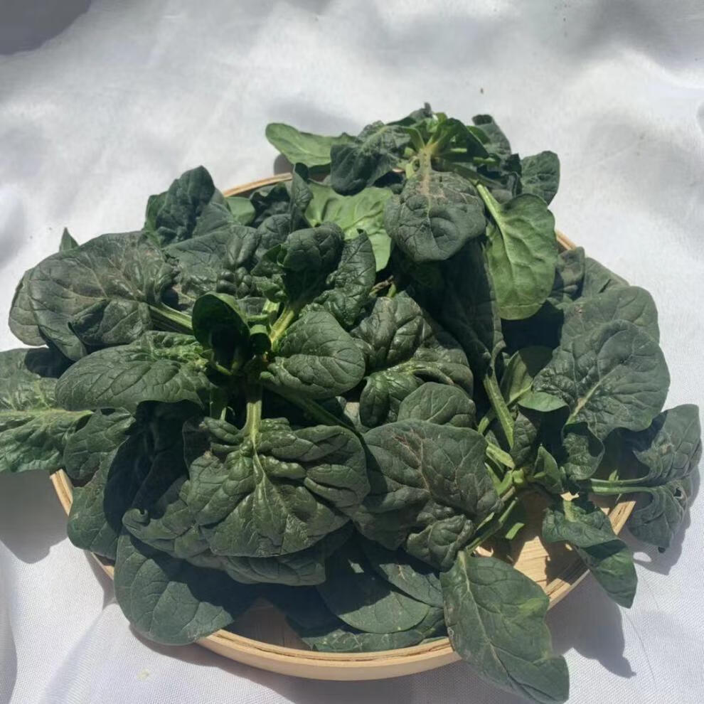矮脚菠菜新鲜蔬菜霜冻菠菜土菠菜红根菠菜农家净重5斤