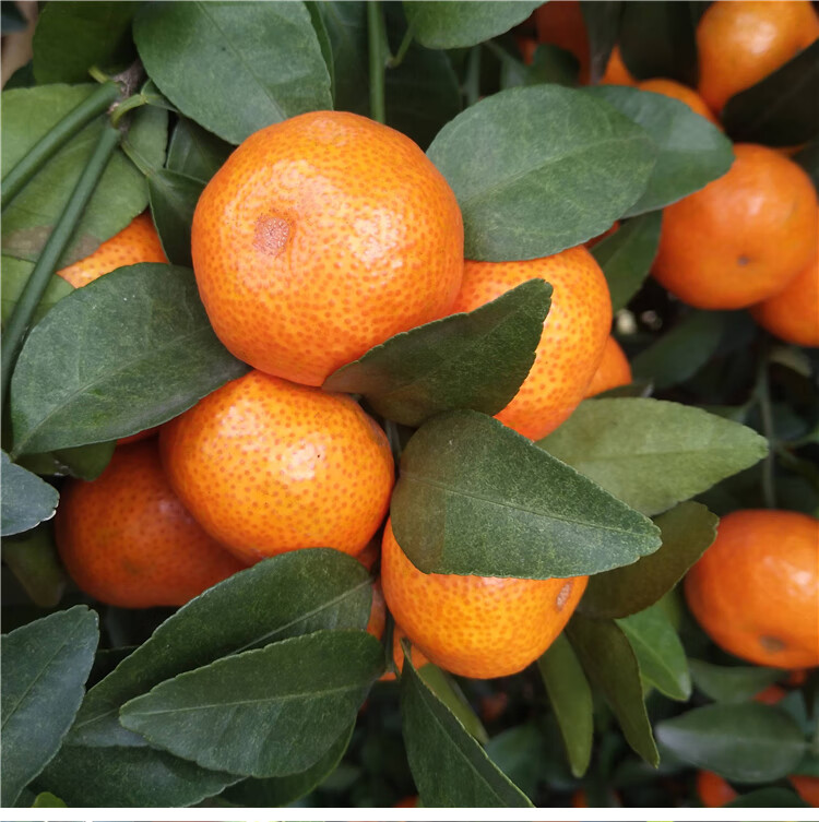 顺丰直达广东四会沙糖桔当季新鲜水果小砂糖橘子无核薄皮10斤顺丰孕妇